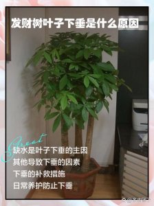 叶子下垂影响风水吗