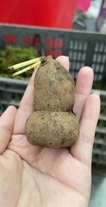 金线吊葫芦风水出大官吗