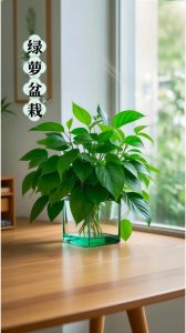 风水学卧室能放绿萝