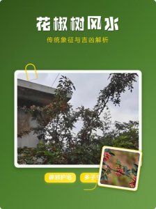 风水屋顶种花椒树吉利吗