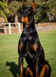 杜宾犬风水有讲究吗