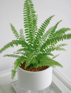 风水里肾蕨可以养在客厅吗