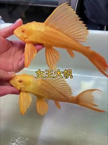 女王清道夫算风水鱼吗