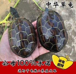 乌龟风水会影响怀孕吗